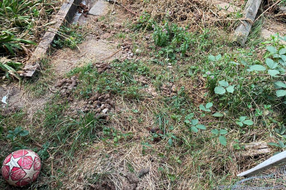 An Aberdare garden before a Scoop Patrol pet waste clean-up, showing dog waste across the lawn